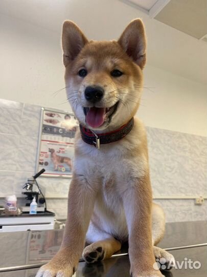 Щенок Сиба ину