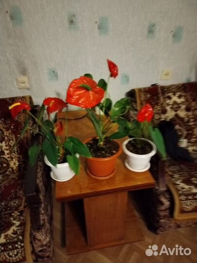 Цветы комнатные Антуриум