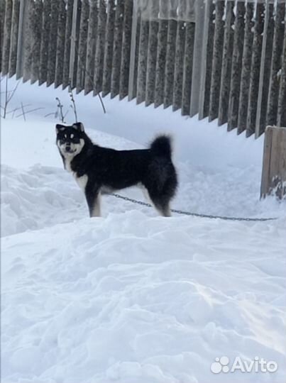 Пёс ищет хозяина