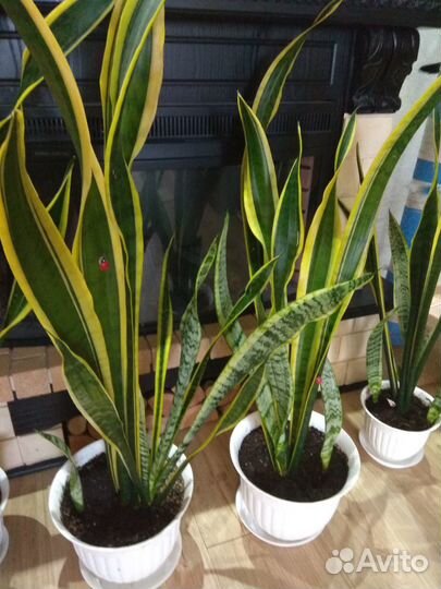 Сансевиерия