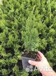 Черенки Туя Смарагд Р9