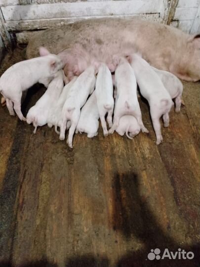 Поросята ландраст и дюрки