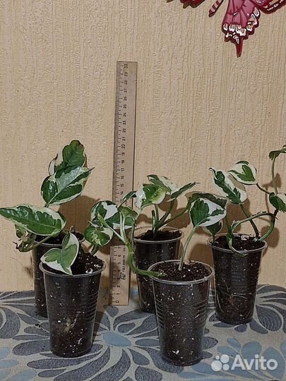 Эпипремнум глобал грин и др. комн. цветы