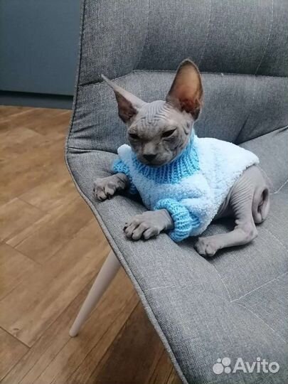 Вязаная одежда для кошек