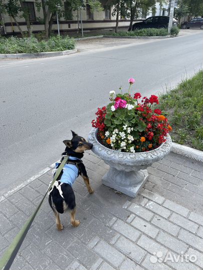 Собака (девочка) в добрые руки