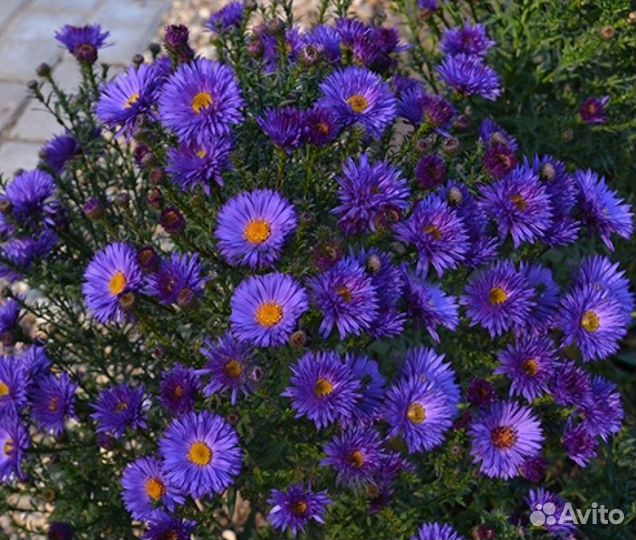 Сентябринки