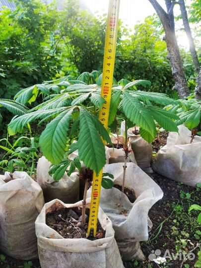 Саженцы каштана