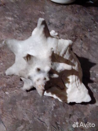 Ракушка морская большая