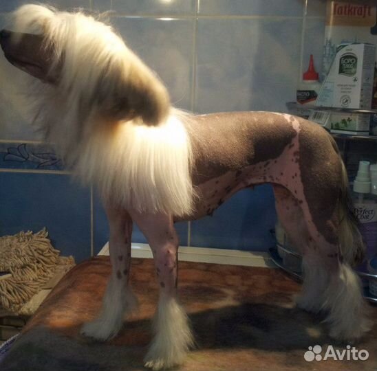 Стрижка собак и кошек (груминг), выставки