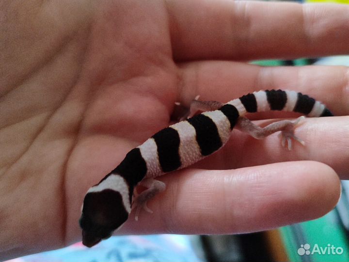 Геккон эублефар