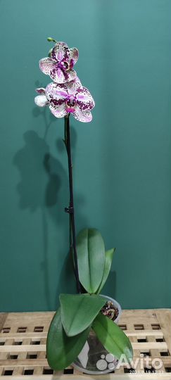 Орхидея фаленопсис