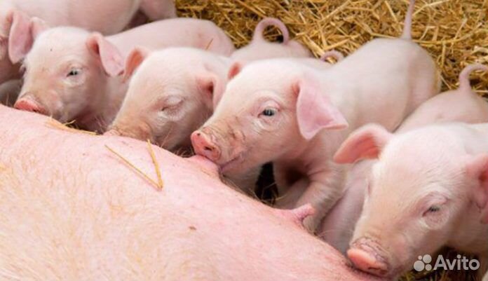 Поросята