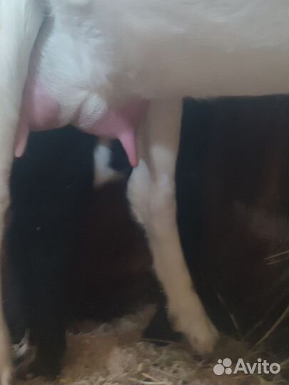 Коза нубийская