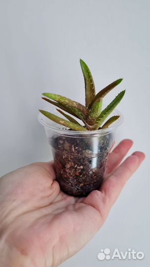 Алоэ ювенильное