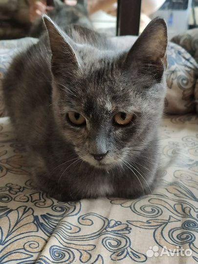 Кошка в добрый руки