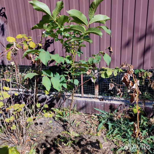 Растения(для сада и огорода)