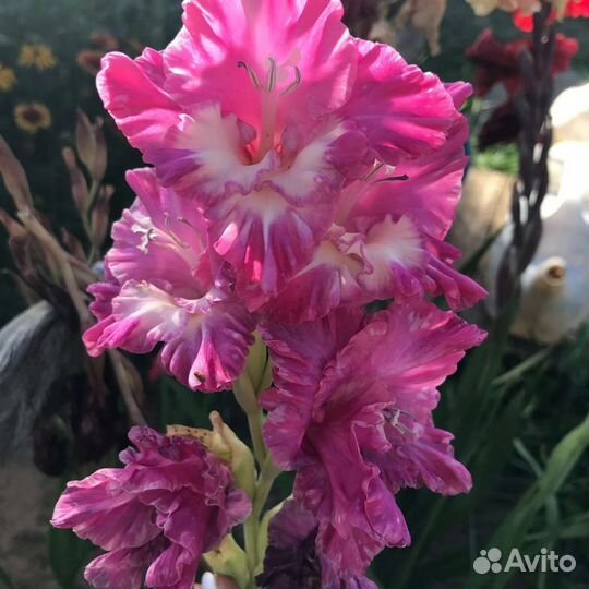 Луковицы гладиолусов голландские сорта