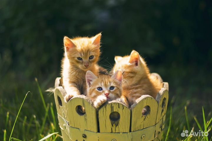 Котята в добрые руки
