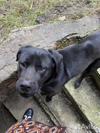 Собака в добрые руки