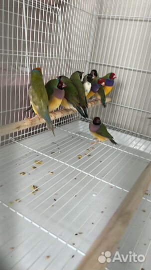 Амадины гульда