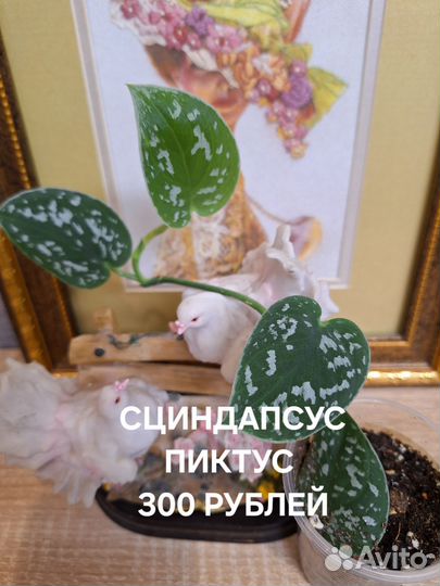 Сциндапсус, эпипремнум, сингониум