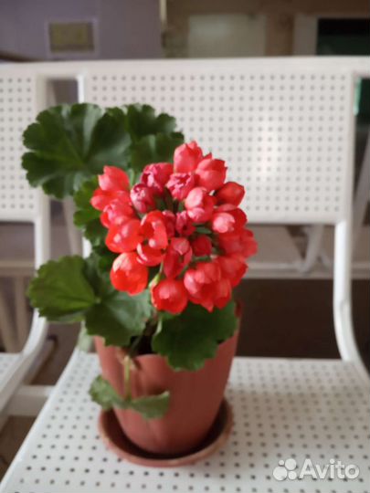 Пеларгония герань