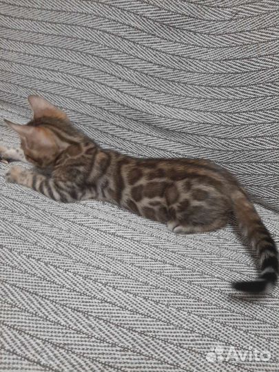 Бенгальская кошечка