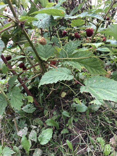 Саженцы ремонтантной малины