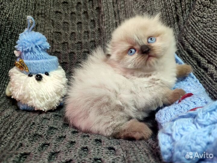 Облачка белоснежные