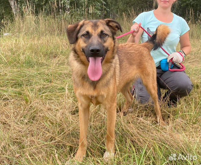 Собака в добрые руки, Бурбон