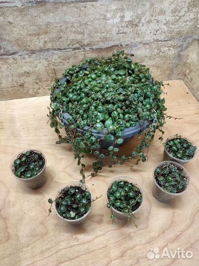 Ампельные крестовники, пеперомия