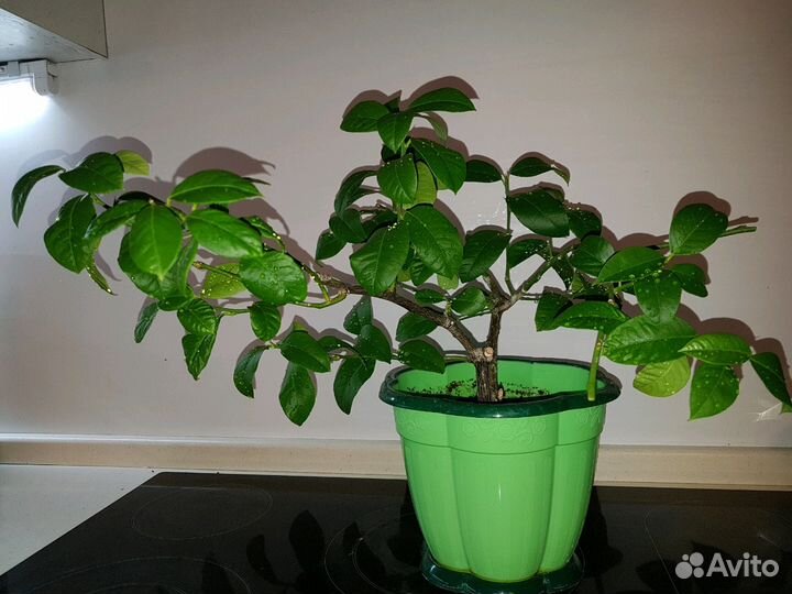 Лимон, кум-кват и мандарин плодоносящий