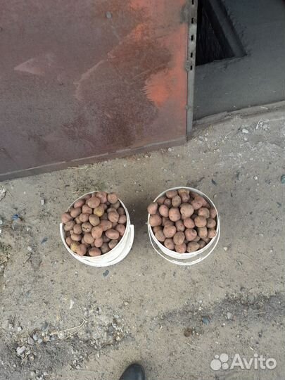 Семенной картофель