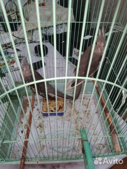 Попугай корелла