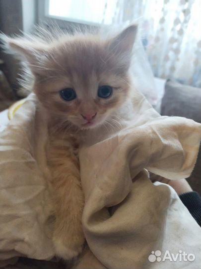 Рыжий котёнок в поиске дома