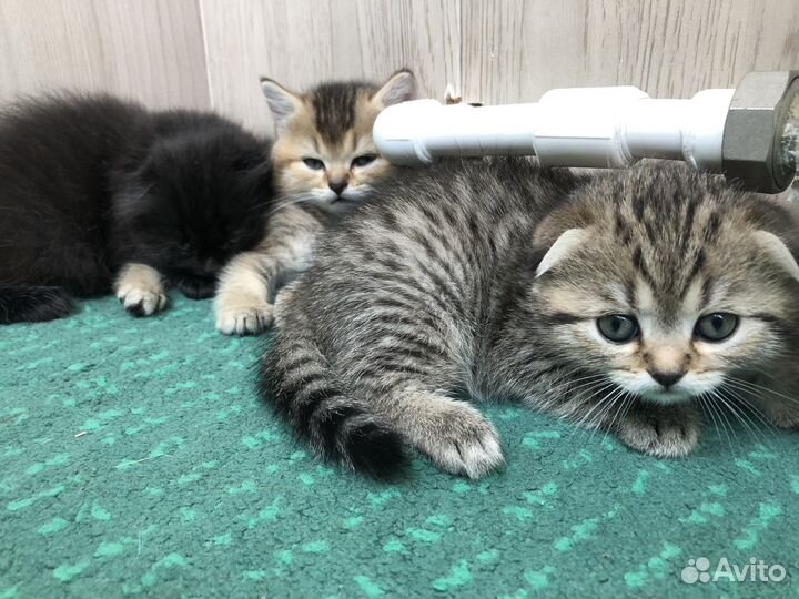 Шотландская золотая шиншилла