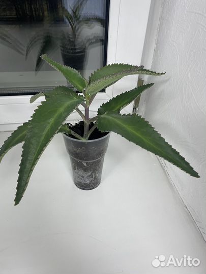 Каланхое лечебное