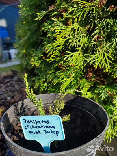 Можжевельники