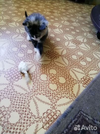 Кошечка на удачу