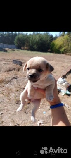 Щенята в добрые руки, малыши ищут дом