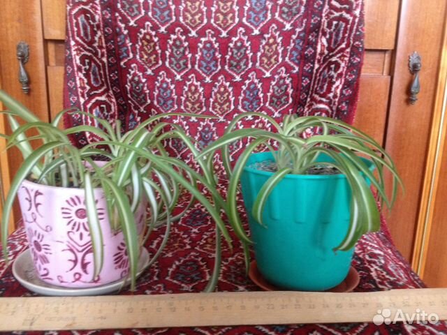 Хлорофитум комнатное растение, цветы