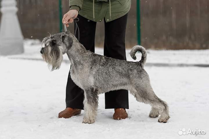 Щенки миттельшнауцера перец с солью