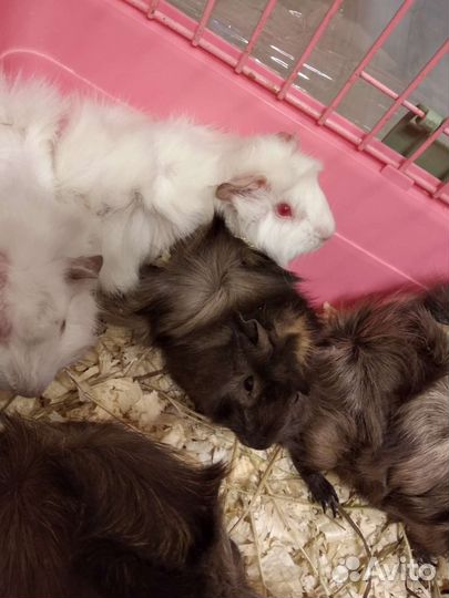 Морская свинка остался мальчик розетки