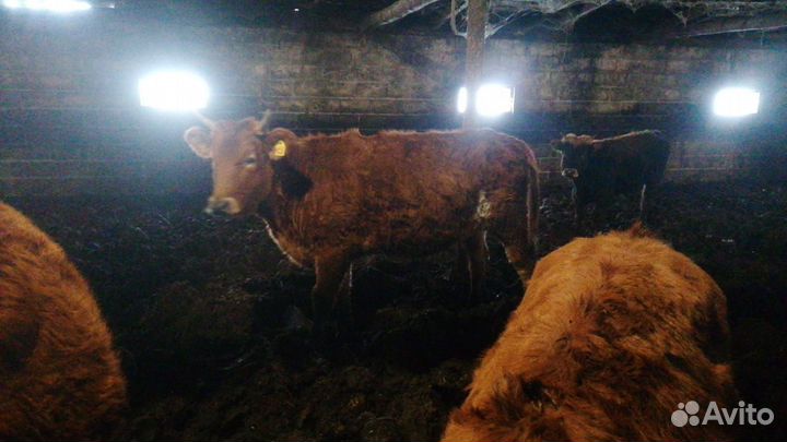 Продажа нетелей