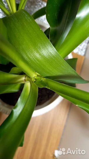 Пальмы для офиса, большие цветы