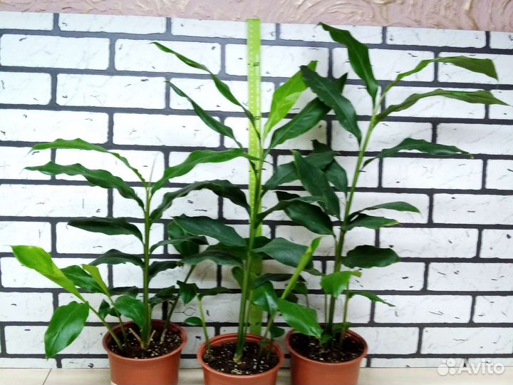 Кардамон настоящий