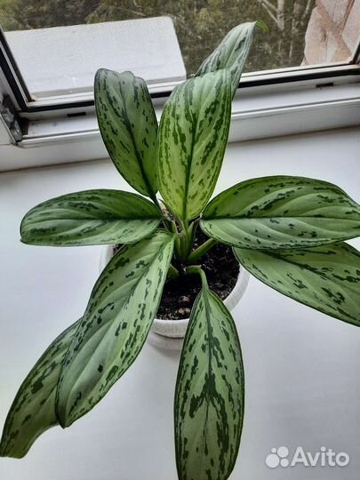 Аглаонема мария кристина и др.комн.цветы