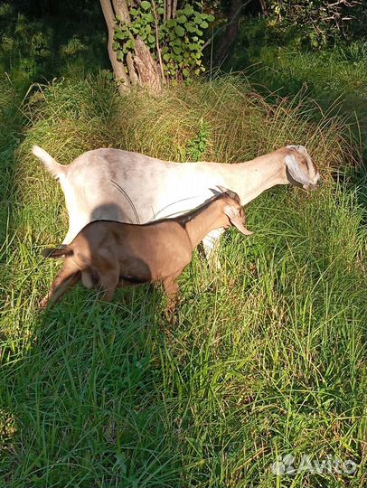 Англо нубийский козлик