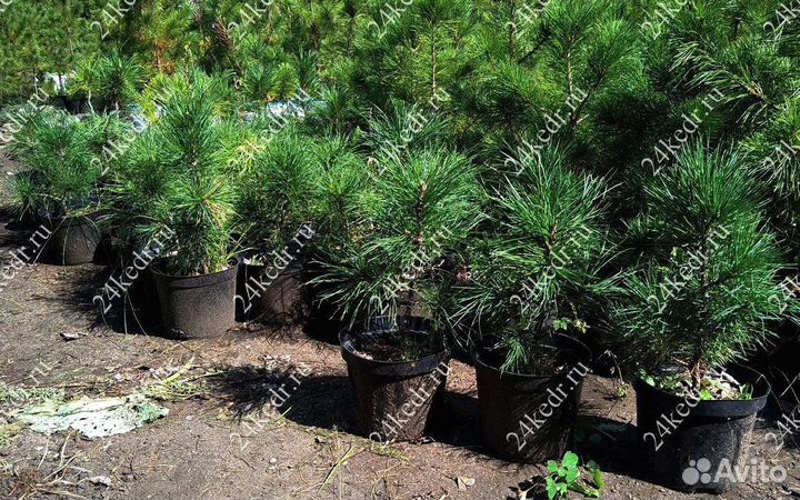 Саженцы кедра от производителя