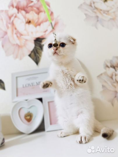 Золотая шотландская шиншилла